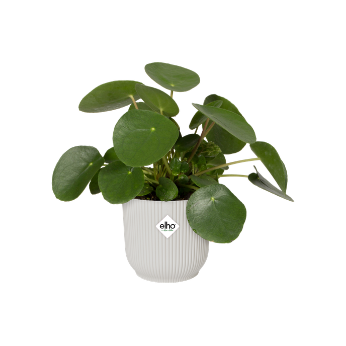vibes fold rond wielen 35cm zijdewit
